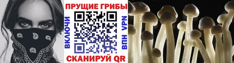 mega как зайти  Реж  Галлюциногенные грибы GOLDEN TEACHER 